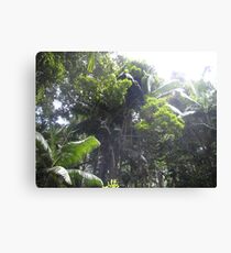 rainforrest Canvas Print