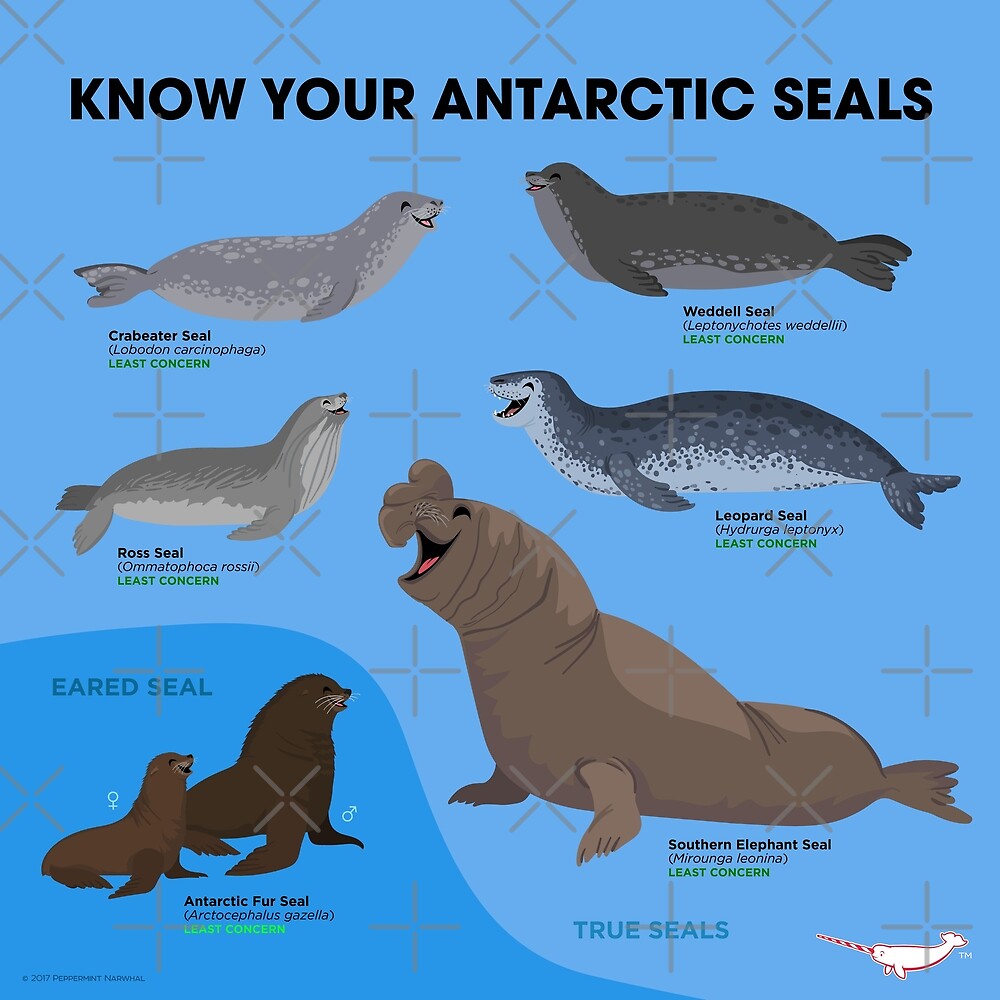 "Know Your Antarctic Seals" by PepomintNarwhal | Redbubble