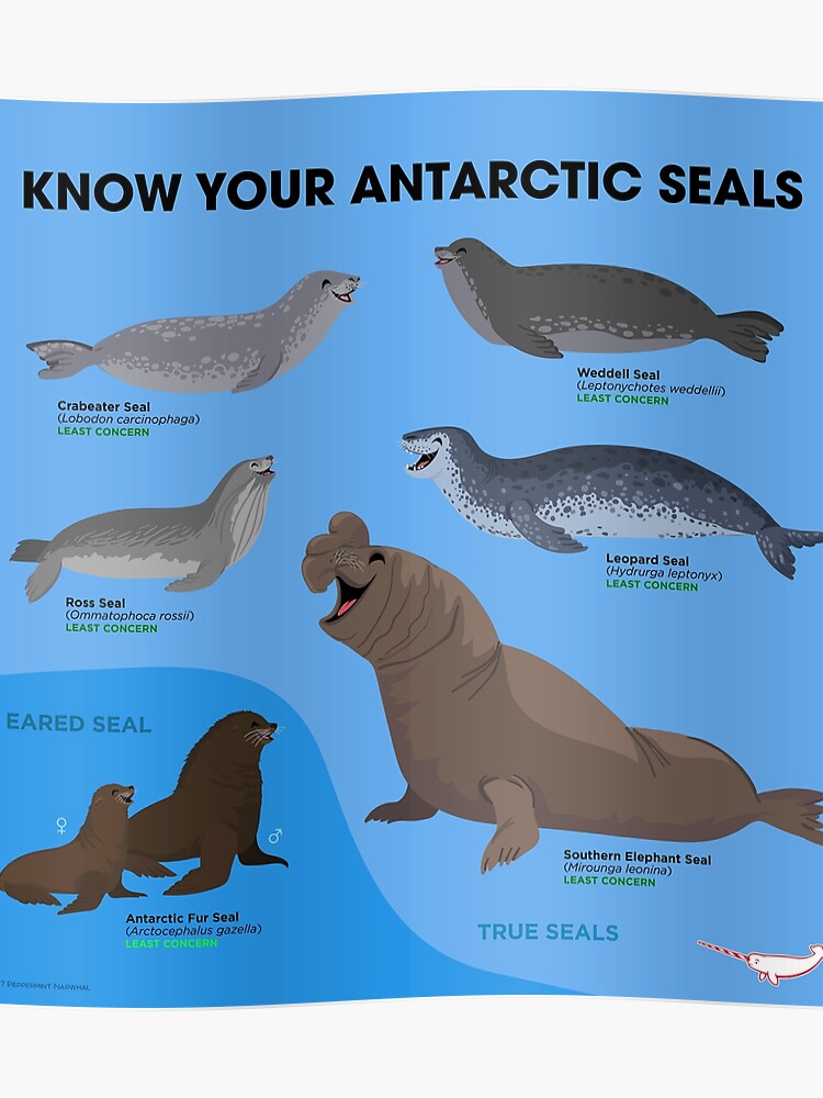 Seal Size Chart