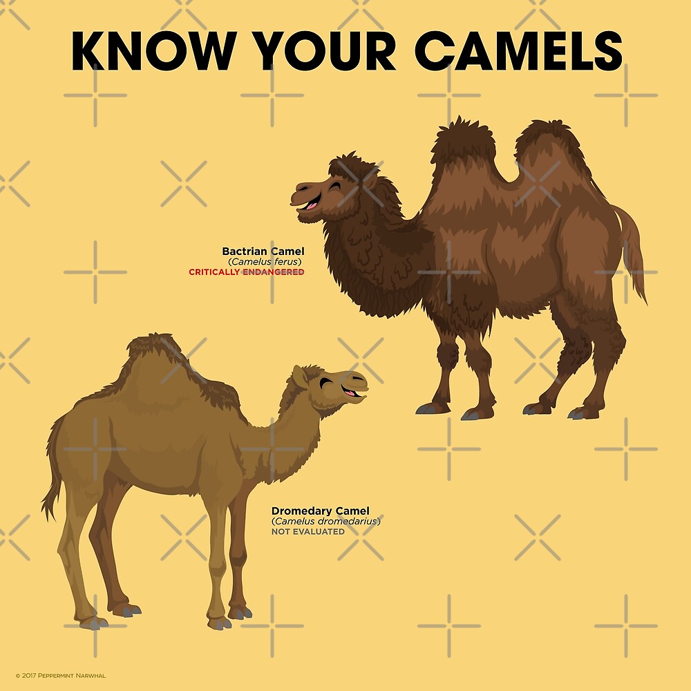  Know Your Camels By PepomintNarwhal Redbubble
