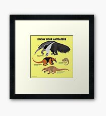 Know Your Anteaters Framed Print