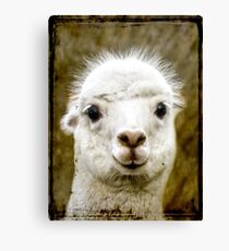 Bona fide cuteness Canvas Print