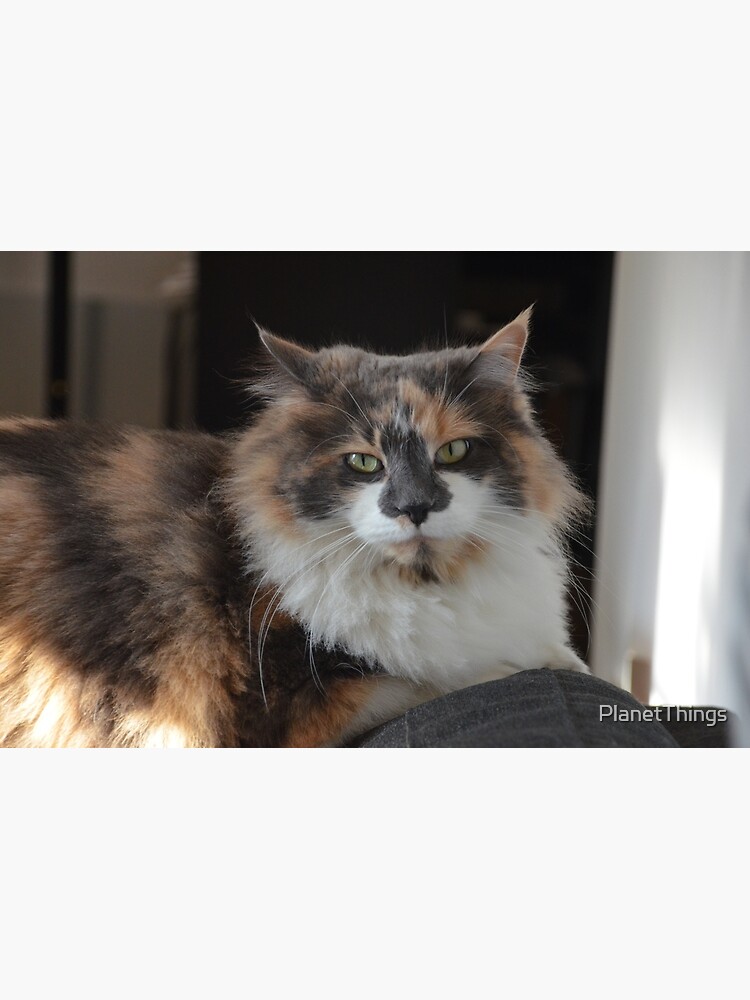 Long Haired Calico Cat Greeting Card By Planetthings Redbubble
