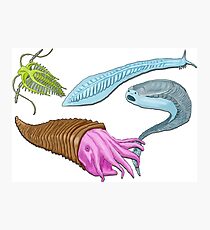 Cambrian Explosion Photographic Print