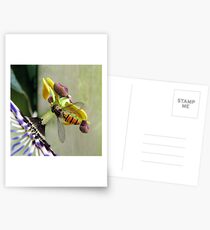 Hoverfly on a Passionflower Postcards