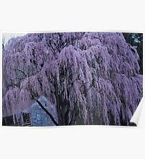 Magnificent Weeping Cherry Poster