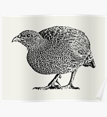Natal Spurfowl | African Wildlife Poster