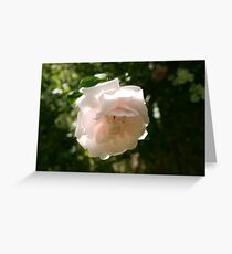 rose Greeting Card
