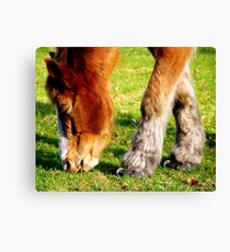 Horse Shoes Canvas Print