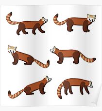 roter Panda Poster