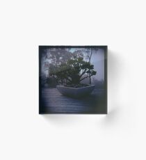 Holga madness..... little bonsai in daniland Acrylic Block