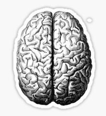 Anatomically Correct Brain Sticker