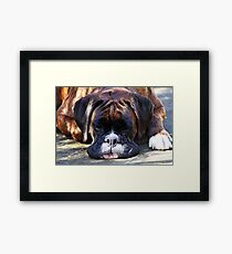 Such is Life -Boxer Dogs Series- Framed Print