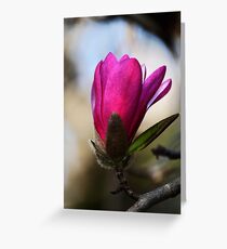 Magnolia -Pink- Greeting Card