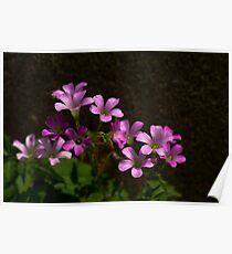 Oxalis Poster