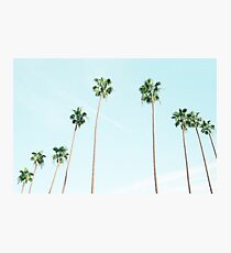 PALM TREES Photographic Print