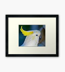 Sulphur-crested Cockatoo Framed Print