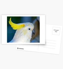 Sulphur-crested Cockatoo Postcards