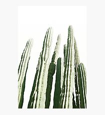 CACTUS Photographic Print
