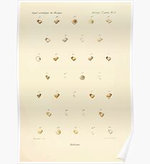 Études sur les mollusques terrestres et fluviatales du Mexique et du Guatemala par Mm P Fischer et H Crosse 1902 055 Poster