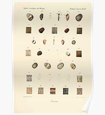 Études sur les mollusques terrestres et fluviatales du Mexique et du Guatemala par Mm P Fischer et H Crosse 1902 056 Poster
