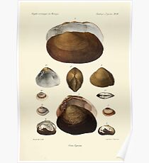 Études sur les mollusques terrestres et fluviatales du Mexique et du Guatemala par Mm P Fischer et H Crosse 1902 059 Poster