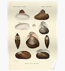 Études sur les mollusques terrestres et fluviatales du Mexique et du Guatemala par Mm P Fischer et H Crosse 1902 061 Poster