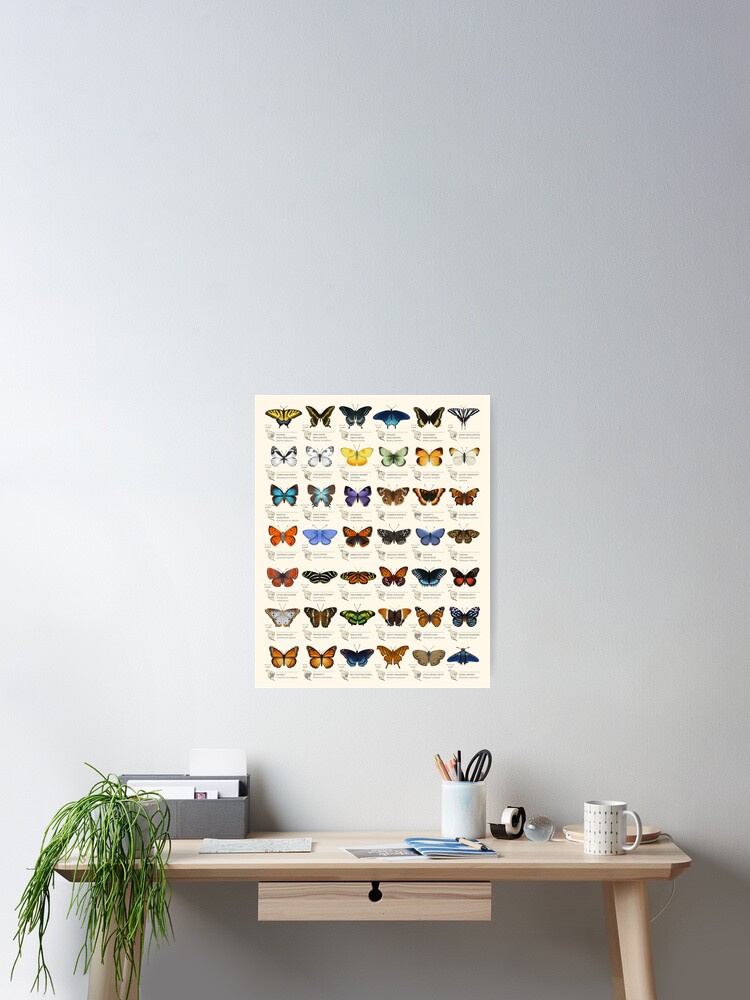 Alternate view of Butterflies of North America Poster