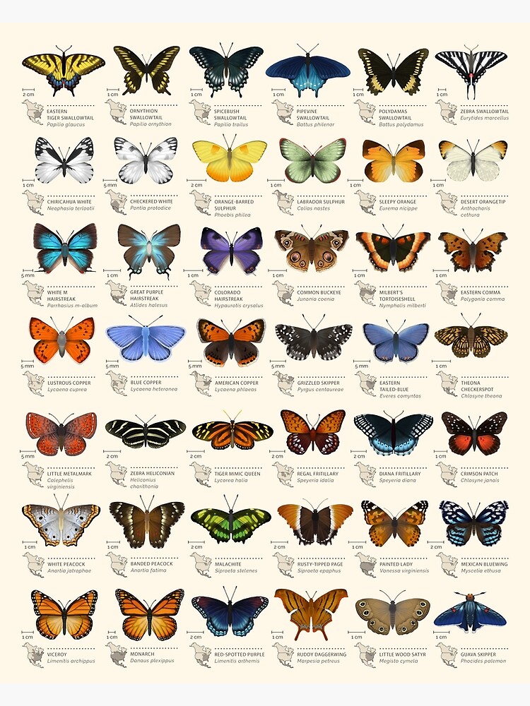 Butterflies of North America by EleanorLutz