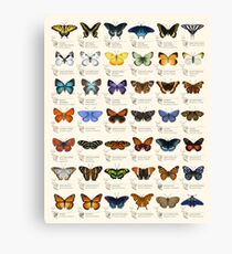 Butterflies of North America Canvas Print
