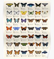 Butterflies of North America Poster