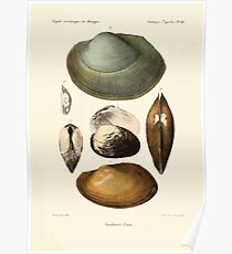 Études sur les mollusques terrestres et fluviatales du Mexique et du Guatemala par Mm P Fischer et H Crosse 1902 066 Poster