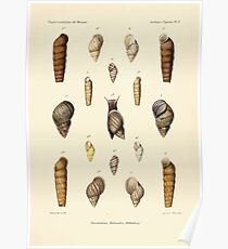 Études sur les mollusques terrestres et fluviatales du Mexique et du Guatemala par Mm P Fischer et H Crosse 1902 070 Poster