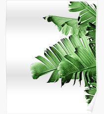 BANANEN-PALME-BLATT Poster