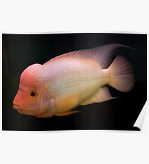 Red Devil - Midas Cichlid - Amphilophus labiatum Poster