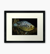 Lámina enmarcada Jaguar Cichlid - Parachromis Managuensis - Femenino
