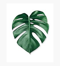 MONSTERA LEAF Photographic Print