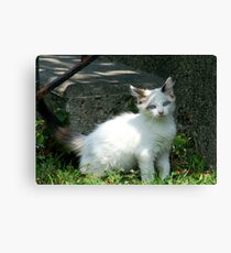 Kitten Canvas Print