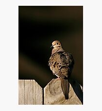 Dove Photographic Print