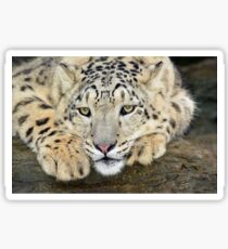 Snow leopard Sticker