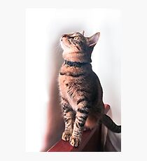 Cat look Photographic Print