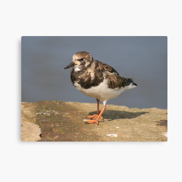 Turnstone Canvas Print