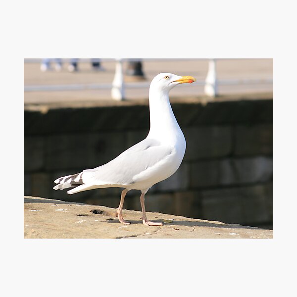 Proud Photographic Print