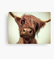 Hairy Coo Canvas Print