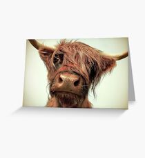 Hairy Coo Greeting Card