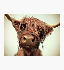 Hairy Coo Photographic Print