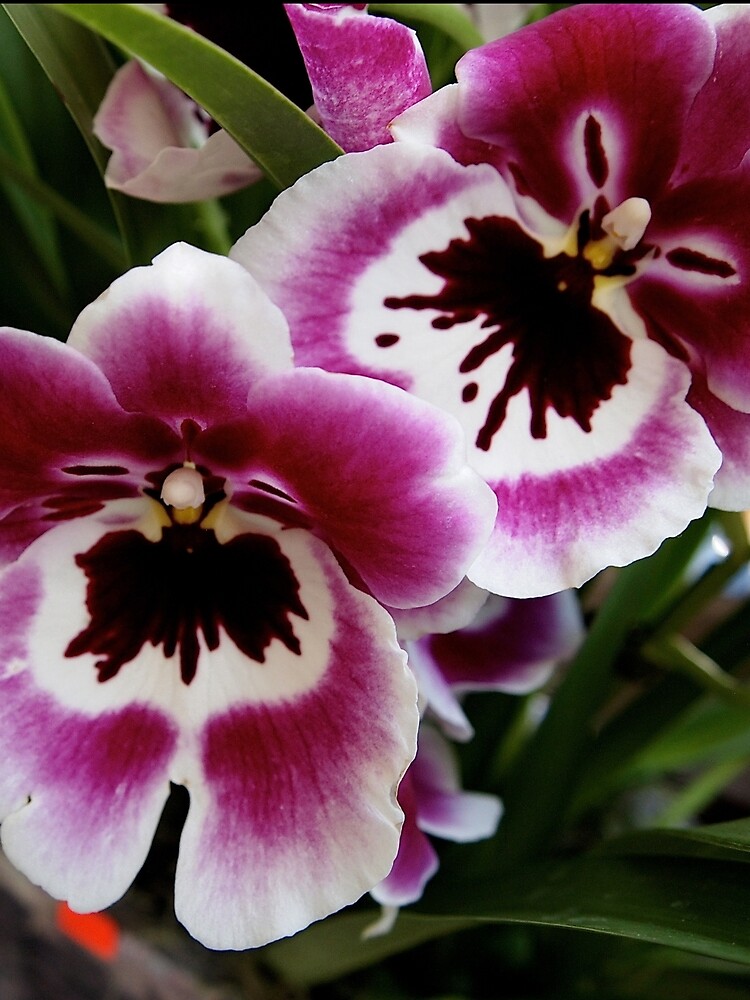 Orchids by douglasewelch