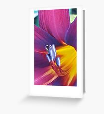 A day Lilly, pollen stripped Greeting Card