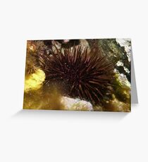 Purple sea urchin (Heliocidaris erythrogramma) - Upper Spencer Gulf, South Australia Greeting Card