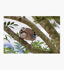 Jay - Garrulus glandarius Photographic Print